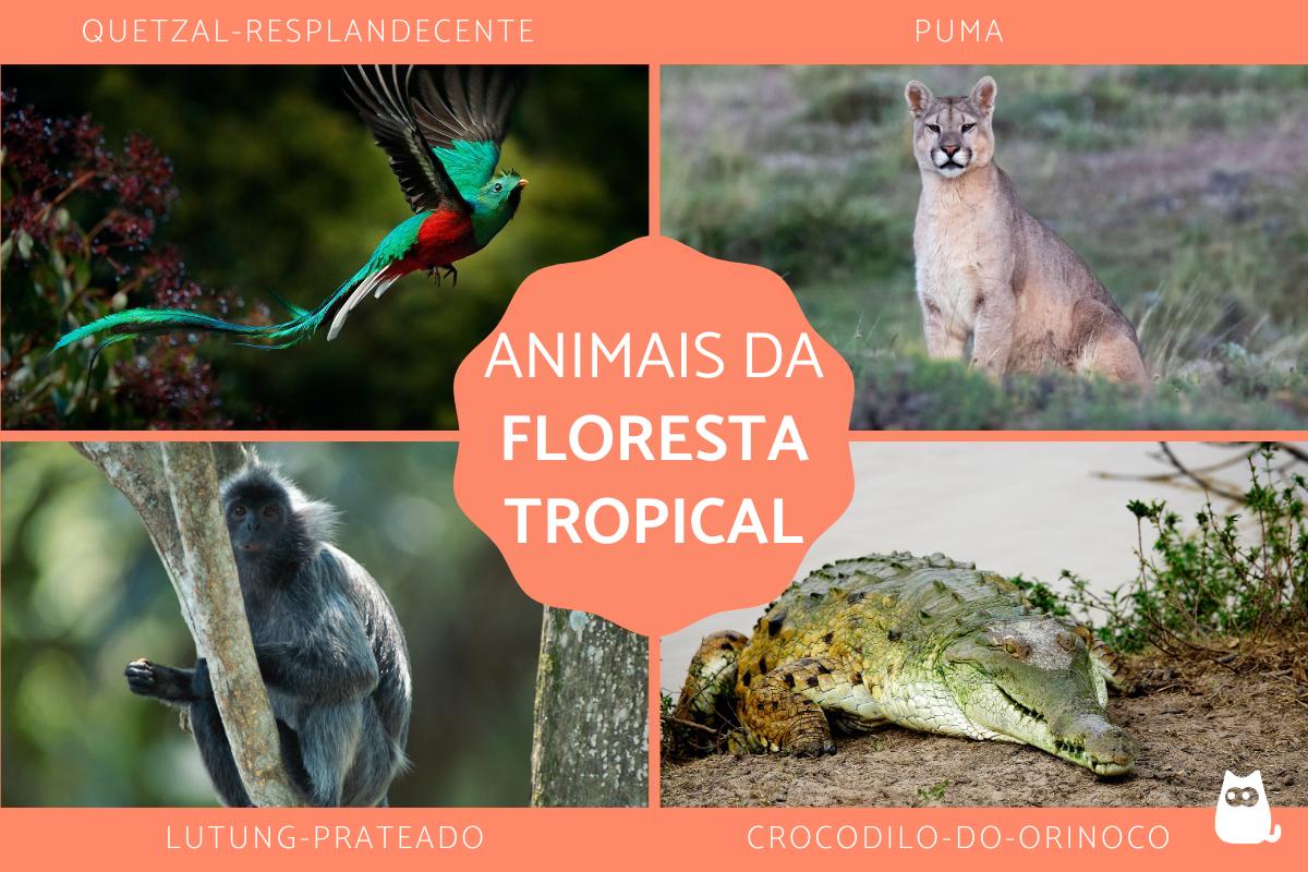 Qual é a fauna da floresta tropical?