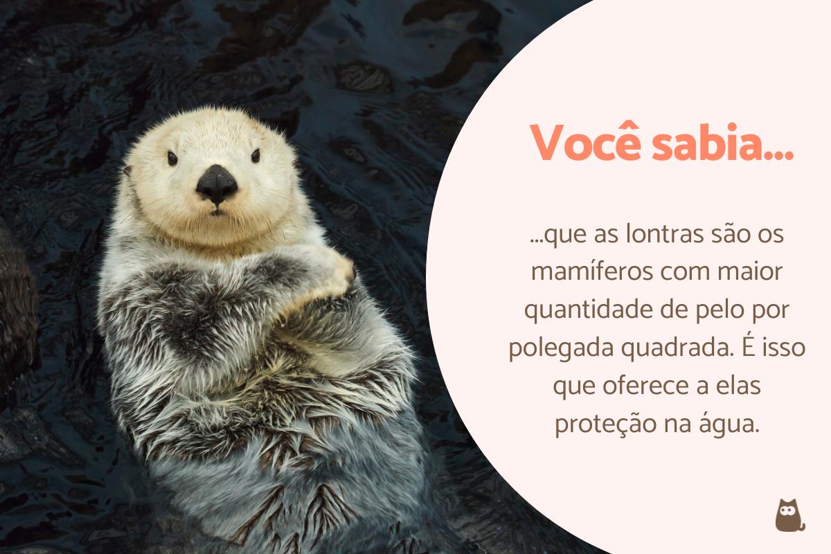 Curiosidades das lontras