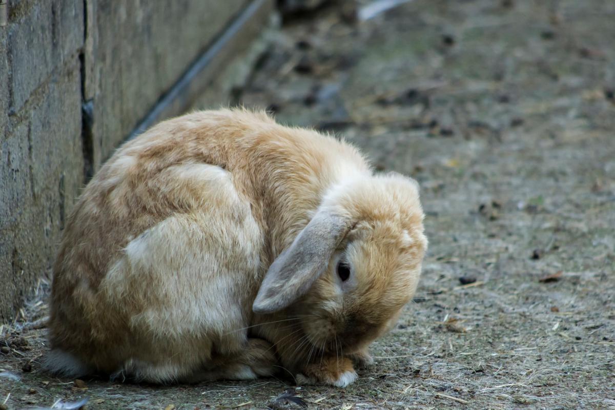Doenças mais comuns nos coelhos