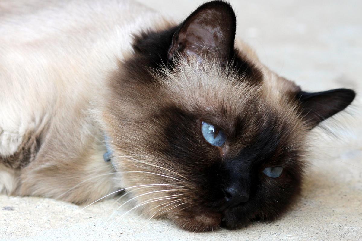 Gripe de gato pega em humanos?