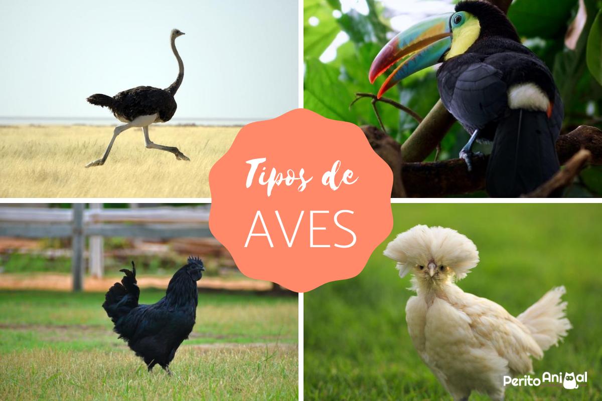 Tipos de aves: características, nomes e exemplos