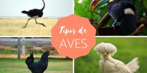 Tipos de aves: características, nomes e exemplos