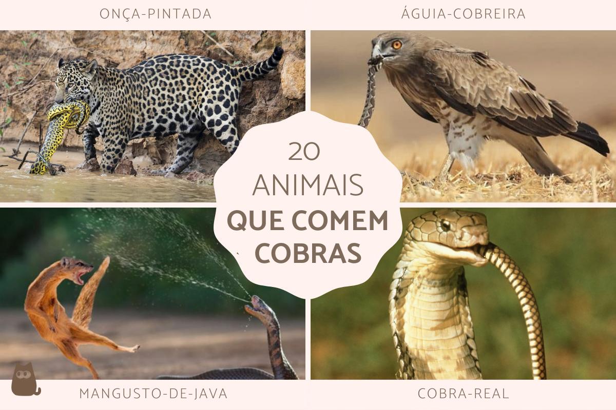 Animais que comem cobras