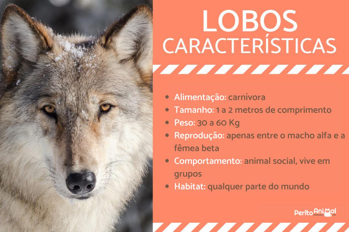 Características do lobo - Comportamento e curiosidades