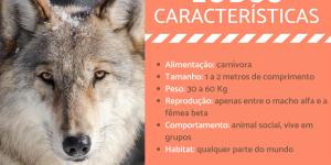 Características do lobo - Comportamento e curiosidades