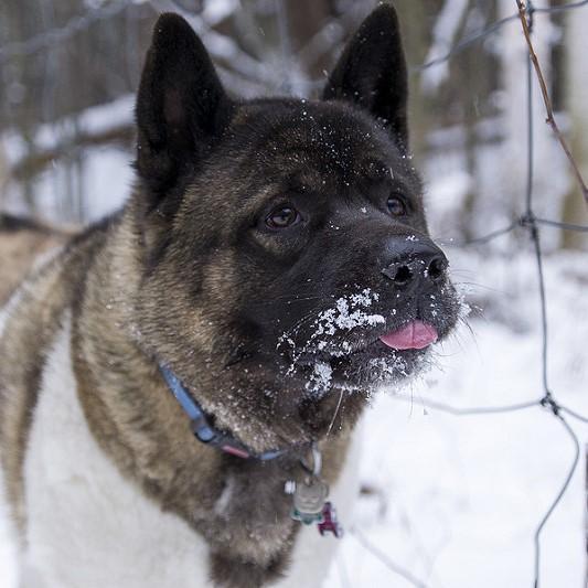 Doenças comuns em akita americano