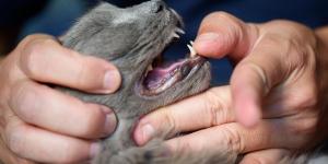 Estomatite em gato: causas, sintomas e tratamento