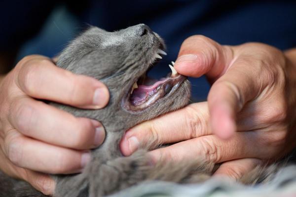 Estomatite em gato: causas, sintomas e tratamento