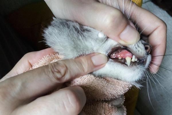 Estomatite em gato: causas, sintomas e tratamento - O que é estomatite em gatos?