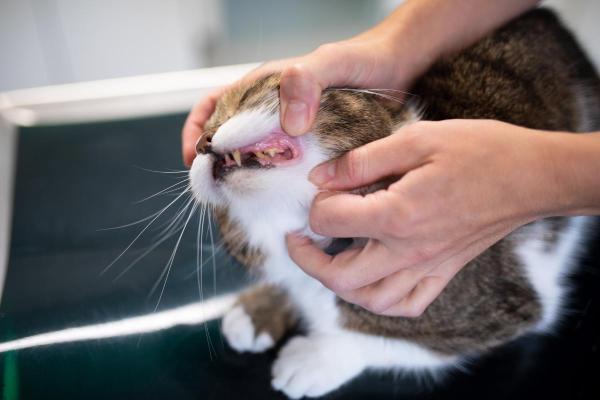 Estomatite em gato: causas, sintomas e tratamento - Sintomas de estomatite em gatos