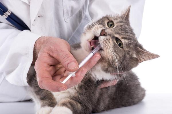 Estomatite em gato: causas, sintomas e tratamento - Tratamento de estomatite em gatos