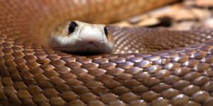 Os 15 animais mais venenosos do mundo