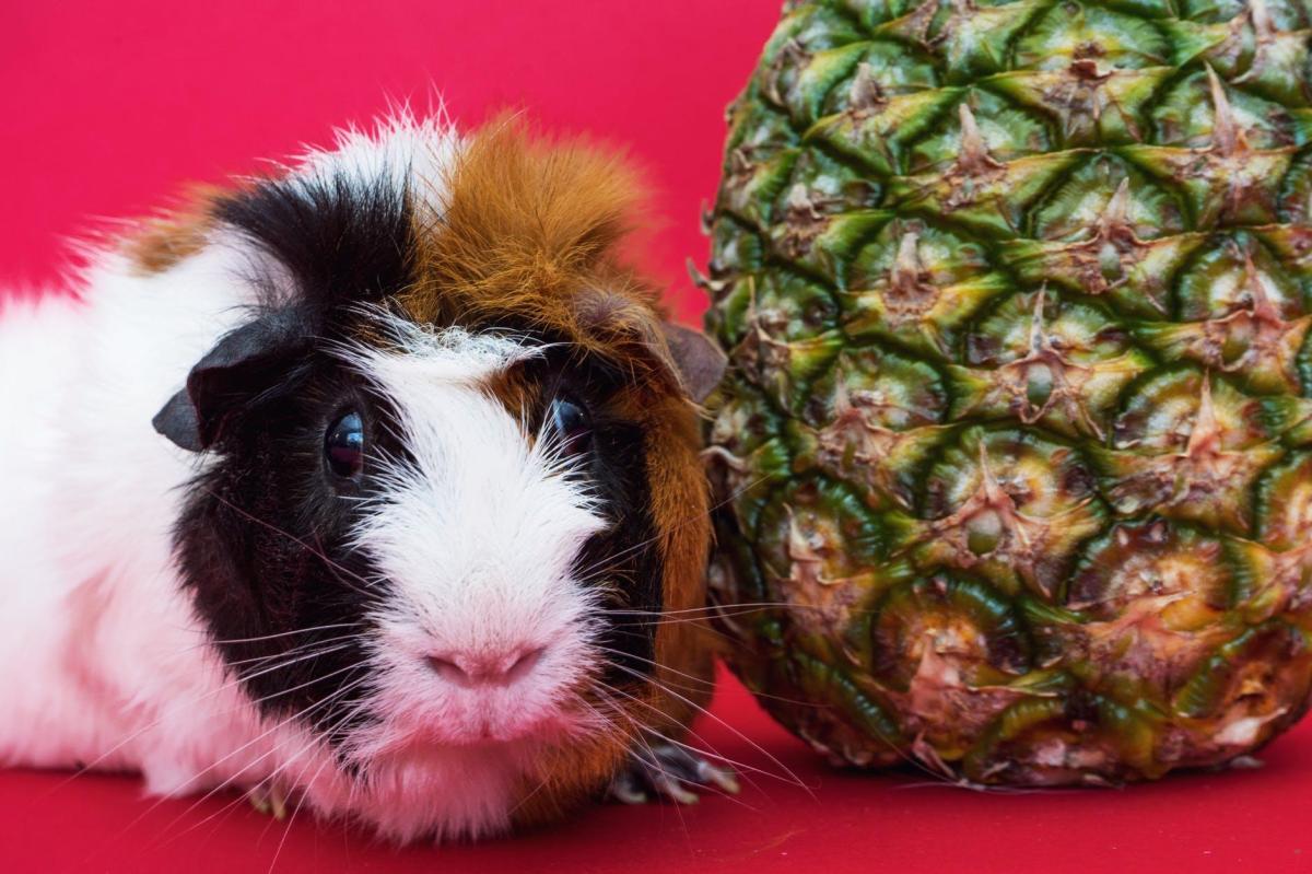 Porquinho da índia com diarreia: causas