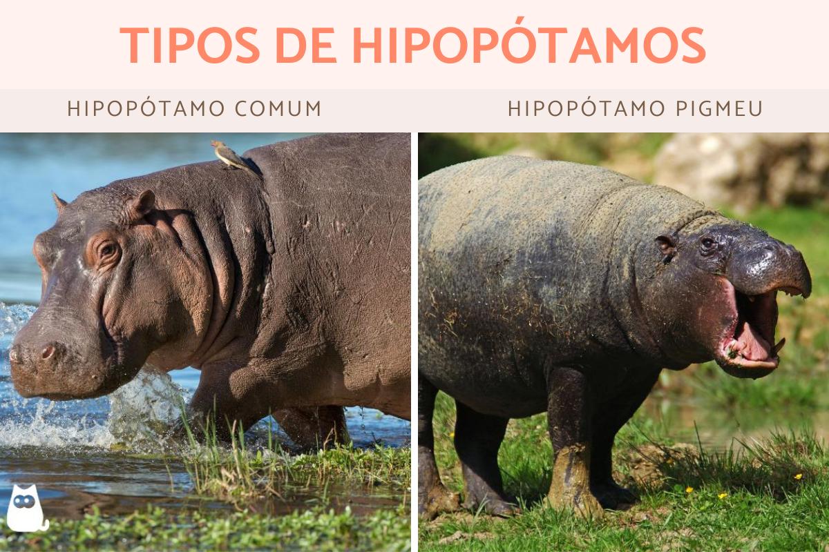 Hipopótamos - Tipos e suas características