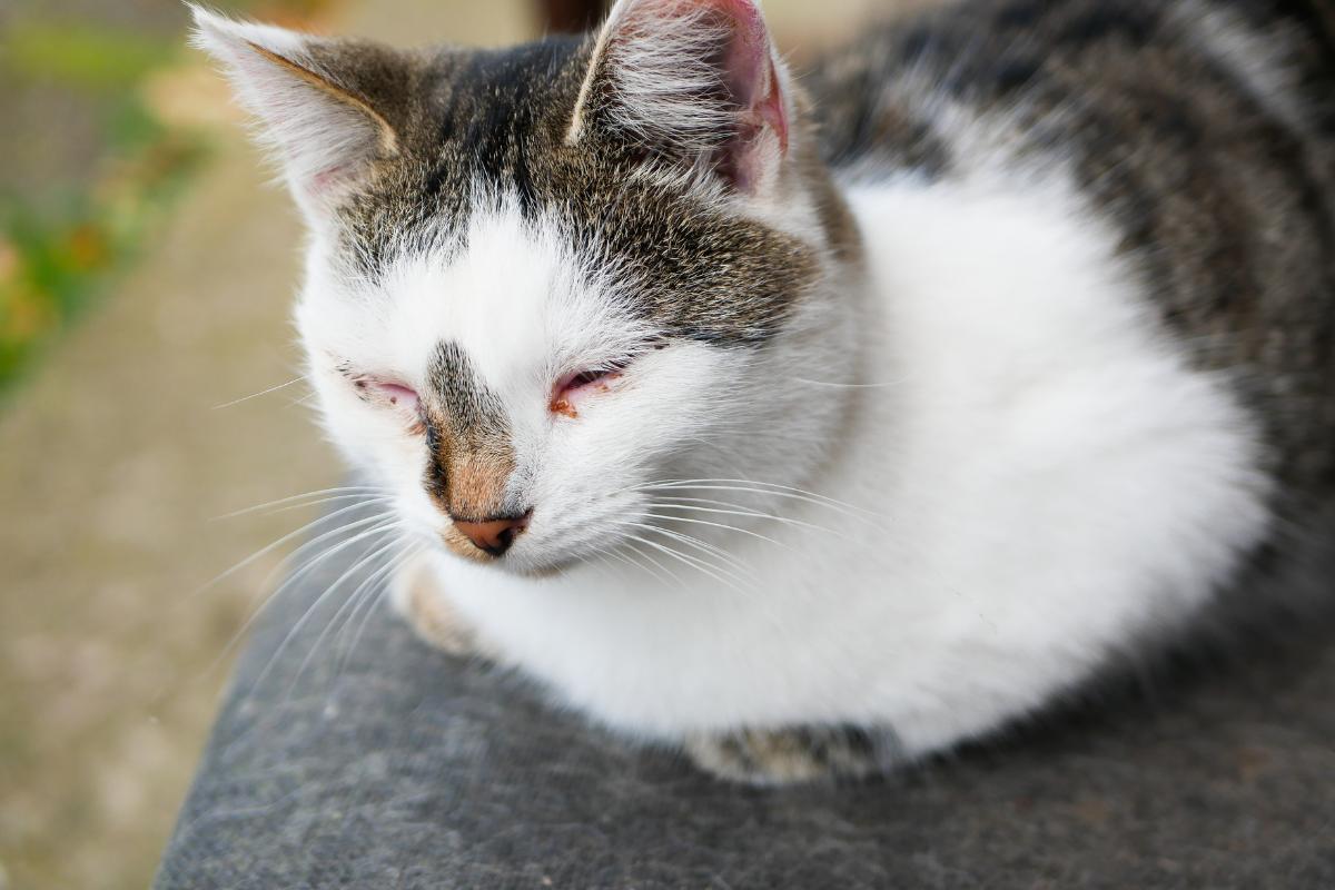 Leishmaniose em gatos - Sintomas e tratamento