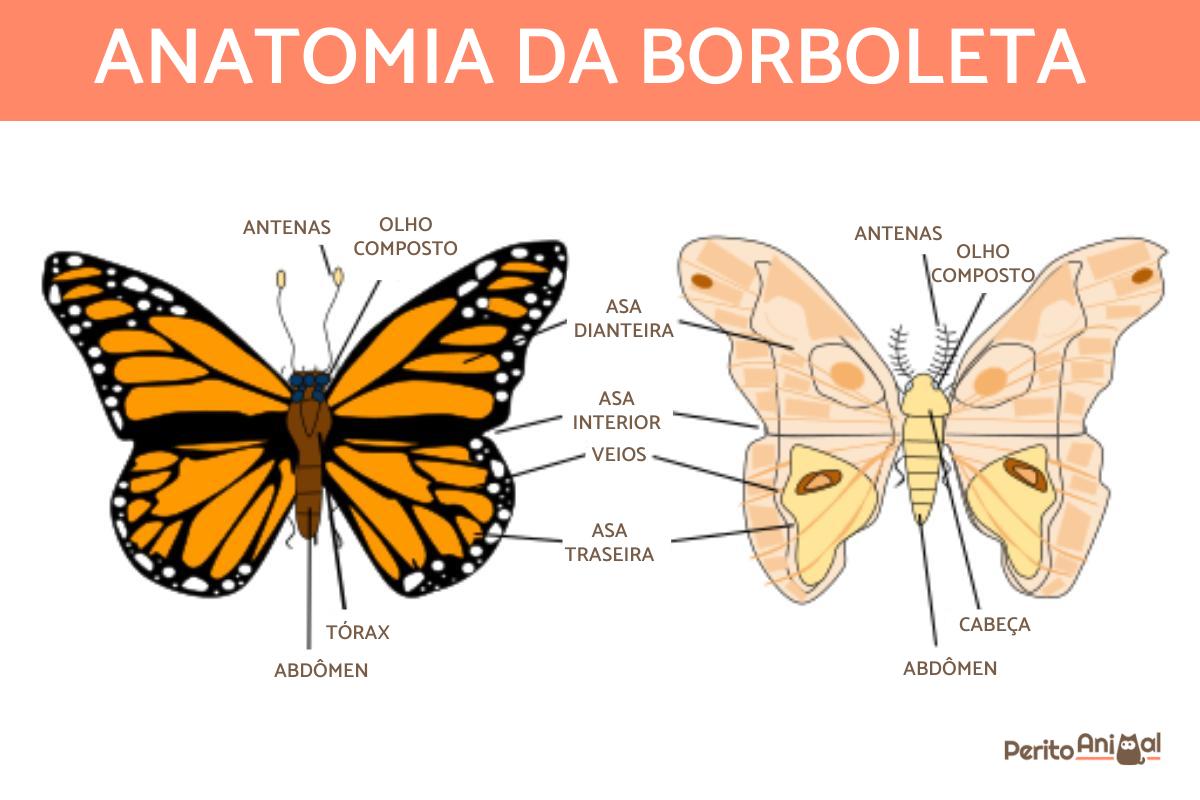 Como é o corpo da borboleta?