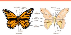 Como é o corpo da borboleta?