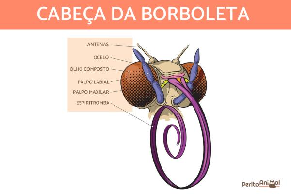 Como é o corpo da borboleta? -