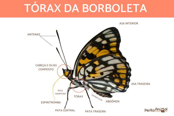 Como é o corpo da borboleta? -