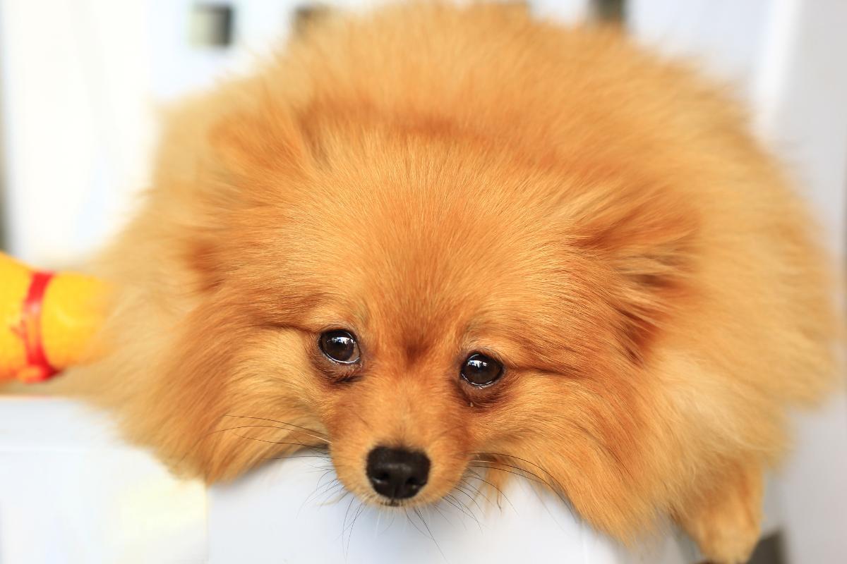 Como os cachorros pedem desculpas?