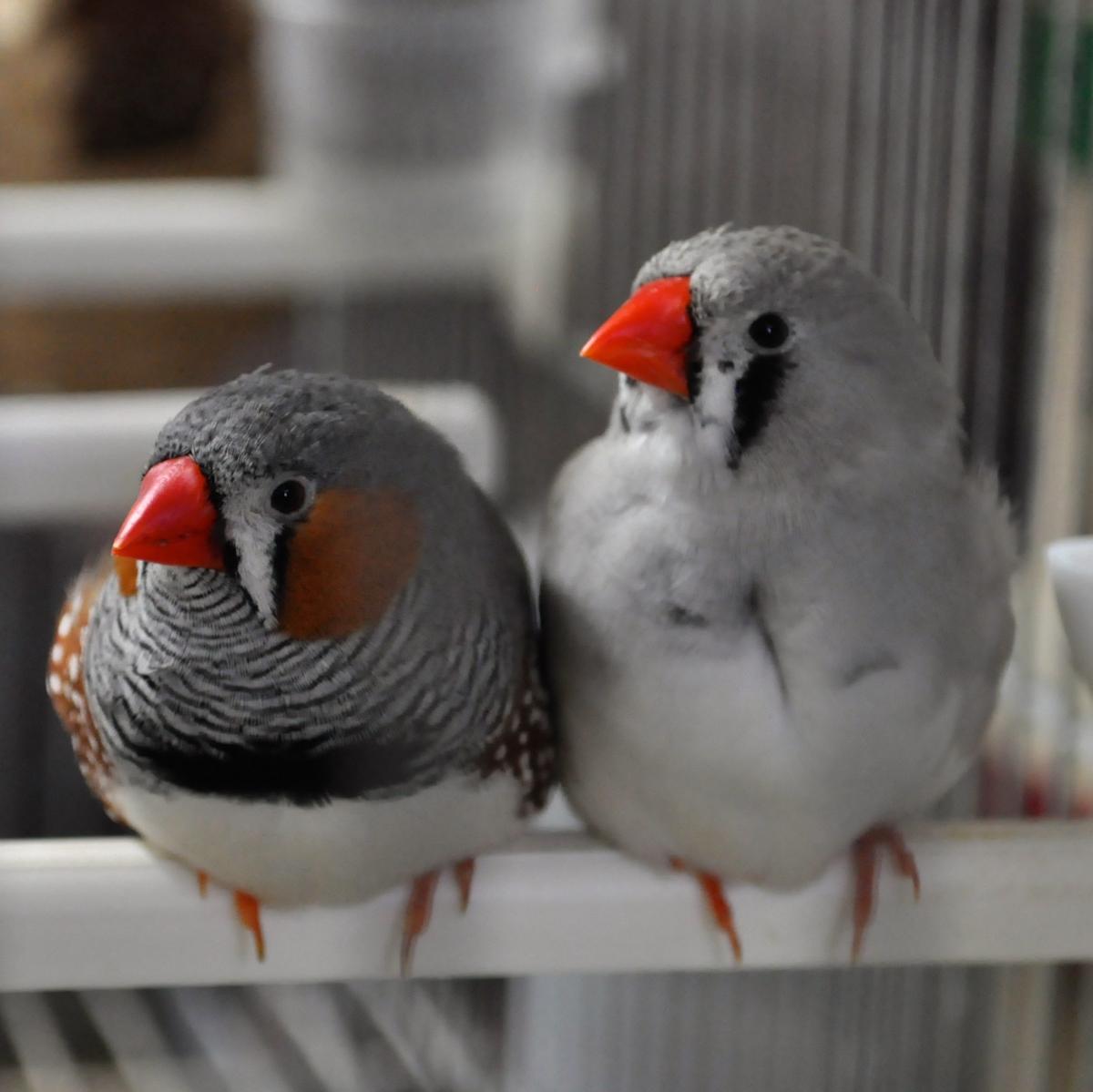 Criação de mandarins