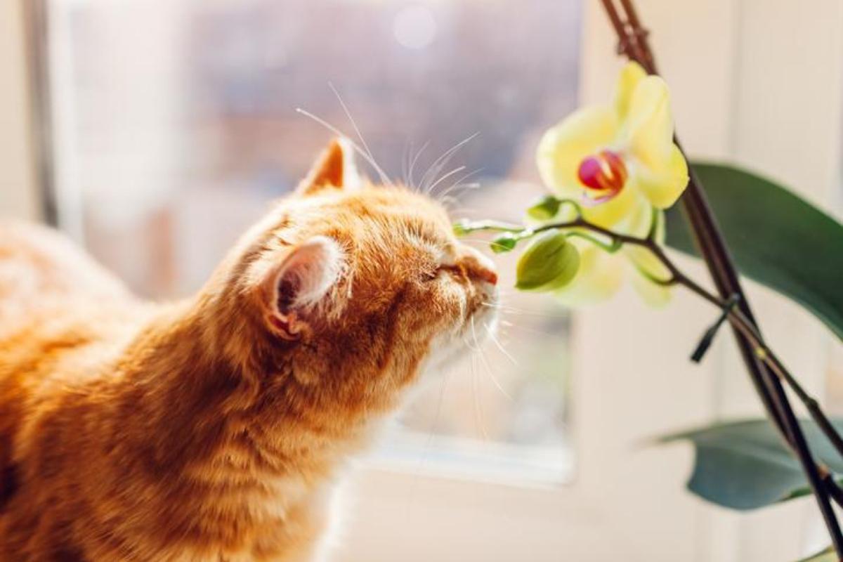 22 plantas para gatos