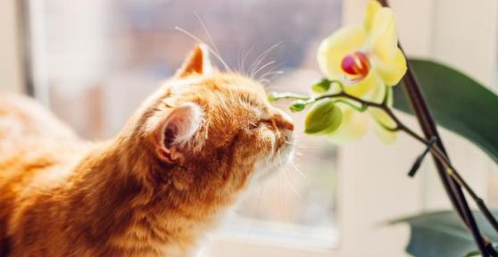 22 plantas para gatos