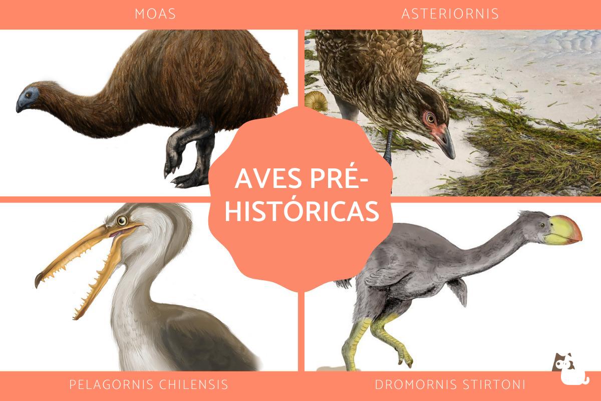 Aves pré-históricas vivas e extintas
