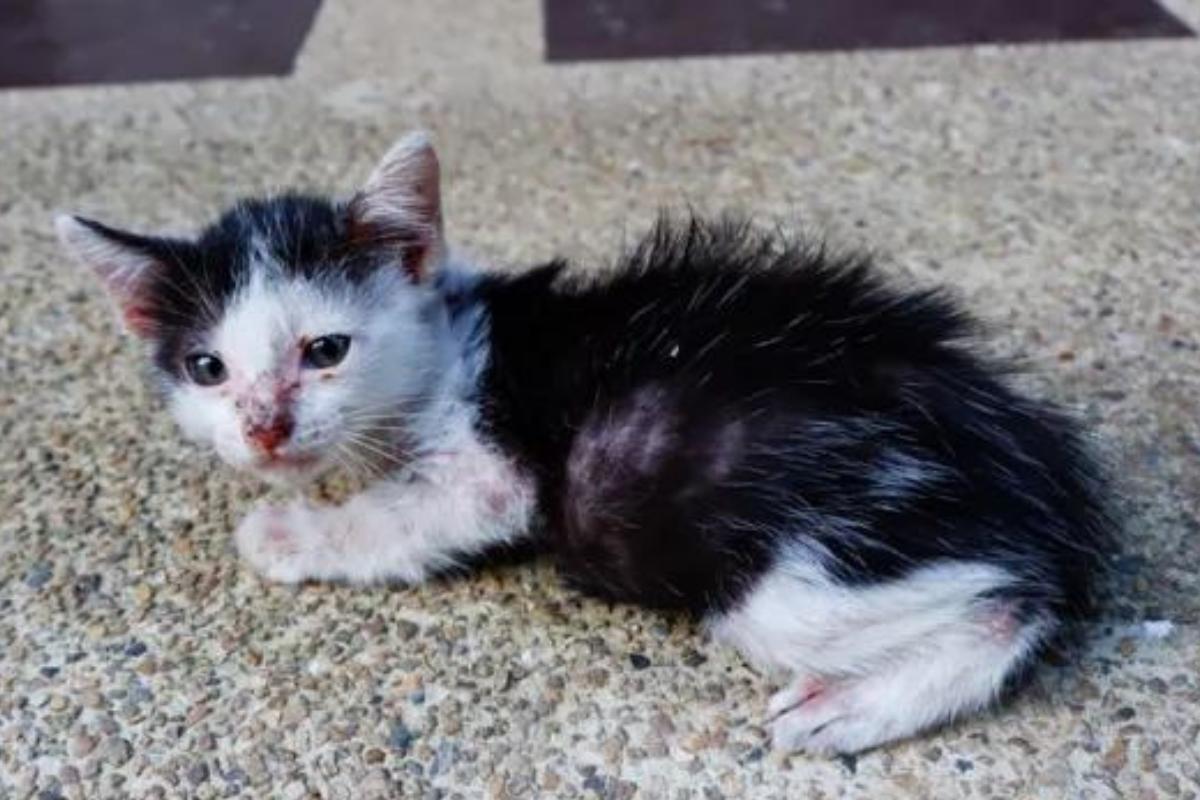 Clorexidina para gatos - Usos, efeitos colaterais e contraindicações