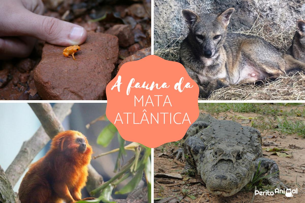 Animais da Mata Atlântica: aves, mamíferos, répteis e anfíbios