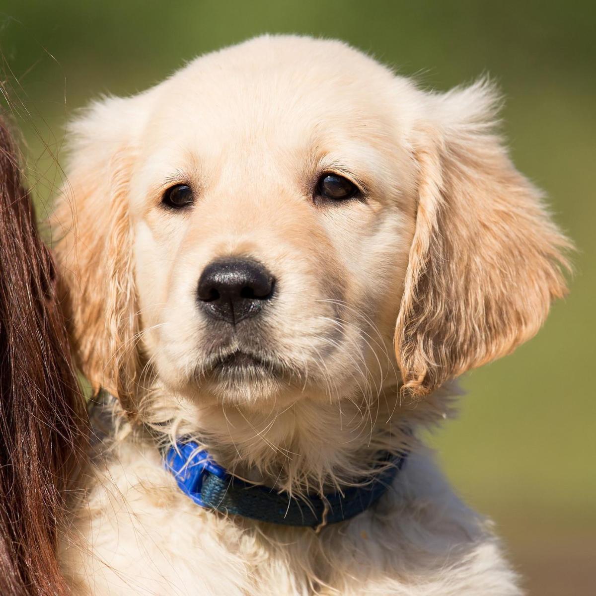 Coisas a ter em conta antes de adotar um Golden Retriever