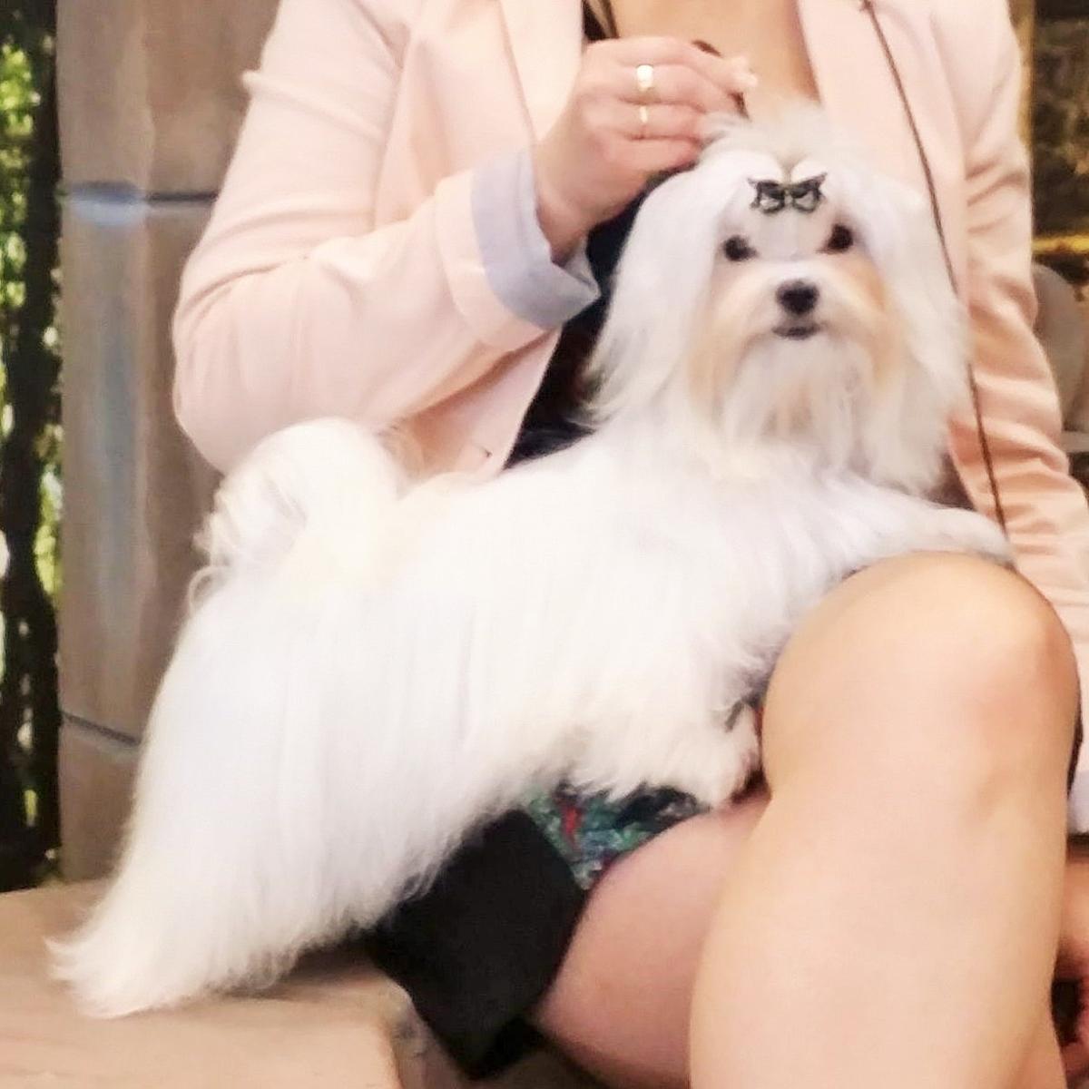 Como cortar o pelo a um Maltês