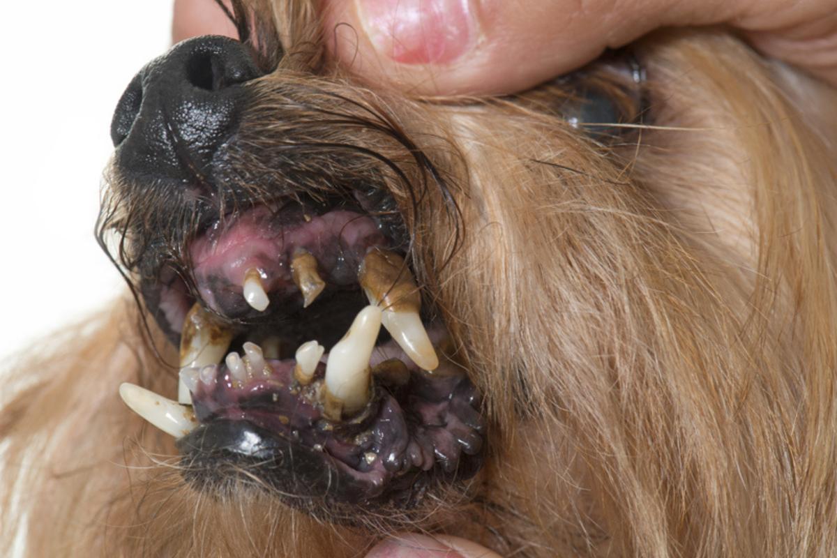Meu cachorro está com os dentes podres - Causas e o que fazer