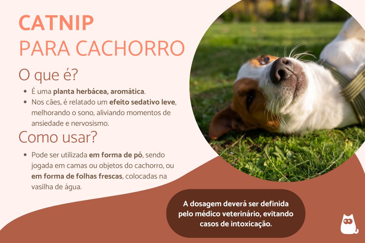 Catnip para cachorro - O que é e como usar