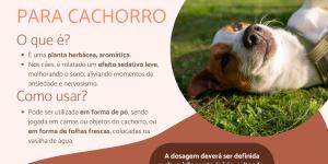 Catnip para cachorro - O que é e como usar