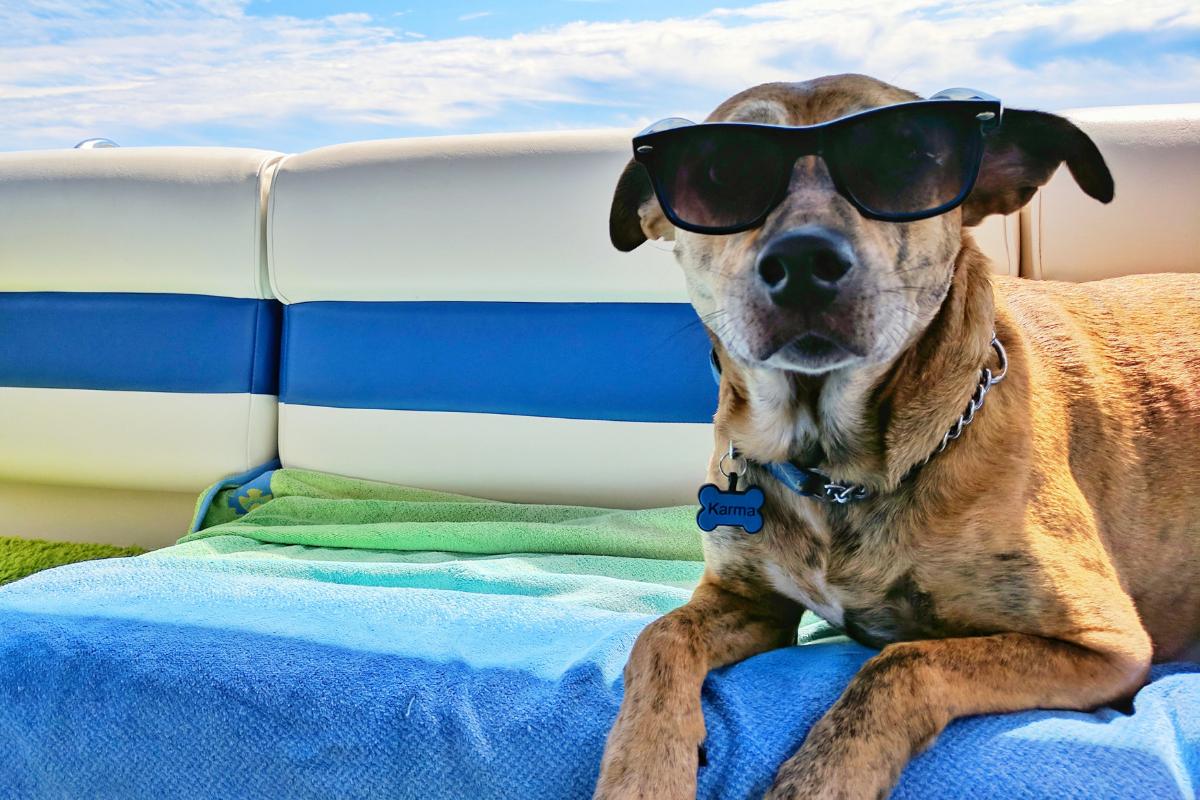 Protetor solar para cachorro: quando e como usar