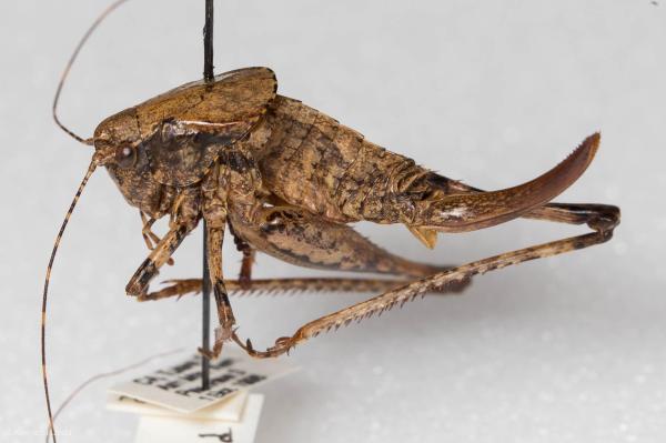 Animais que foram extintos pelo homem - 1. Katydid