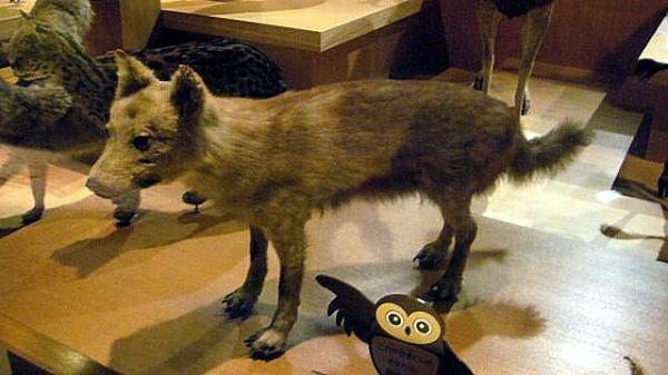Animais que foram extintos pelo homem - 2. Lobo-de-honshu