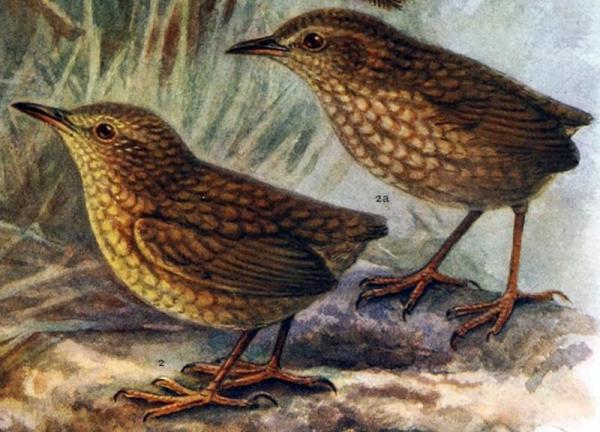 Animais que foram extintos pelo homem - 3. Cotovia-da-ilha-stephen