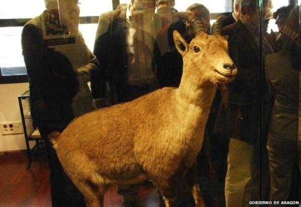 Animais que foram extintos pelo homem - 4. Íbex-dos-pirenéus