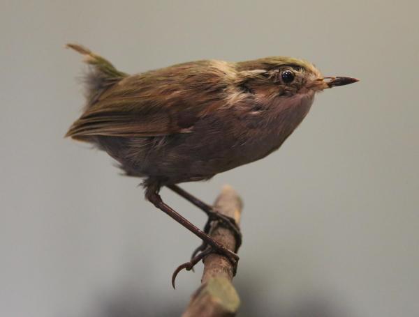 Animais que foram extintos pelo homem - 5. Carriça-do-mato