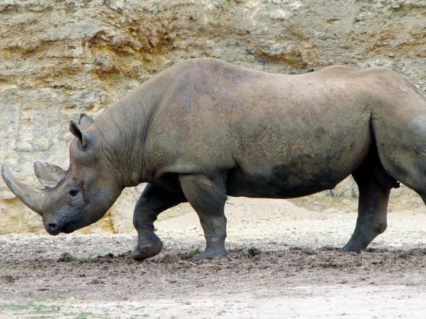 Animais que foram extintos pelo homem - 6. Rinoceronte-negro-ocidental