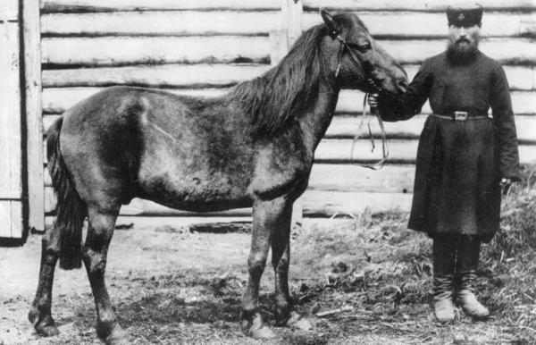 Animais que foram extintos pelo homem - 7. Tarpão
