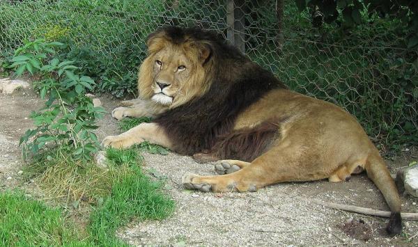 Animais que foram extintos pelo homem - 8. Leão-do-atlas