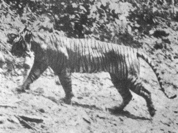 Animais que foram extintos pelo homem - 9. Tigre-de-java