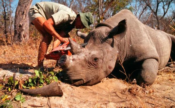 Animais que foram extintos pelo homem