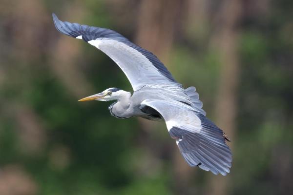 Tipos de garças - 1. Garça-real-comum (Ardea cinerea)