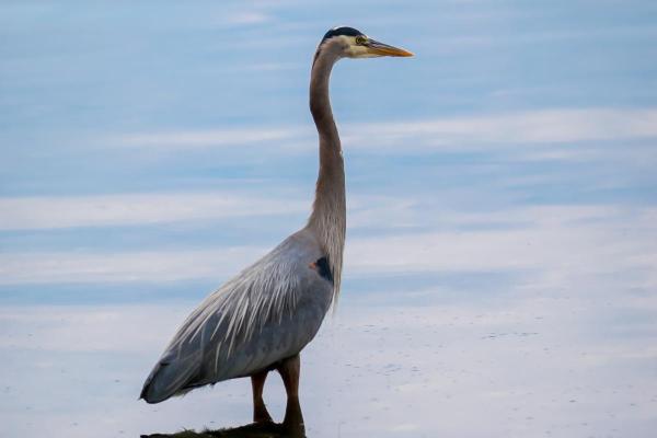 Tipos de garças - 2. Garça-azul-grande (Ardea herodias)