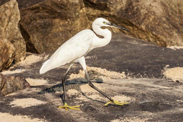Tipos de garças - 3. Garça-pequena-europeia (Egretta garzetta)
