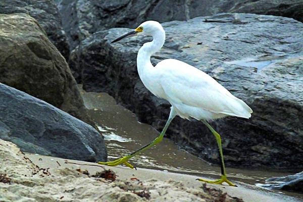Tipos de garças - 4. Garça-branca-pequena (Egretta thula)